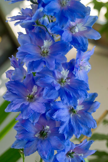 Delphinium 2