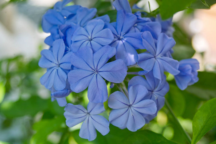 Plumbago