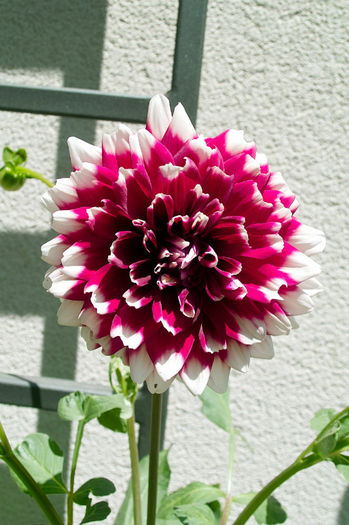 Dalie cebule - Flori 2013
