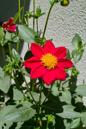 Dalie Carmen - Flori 2013