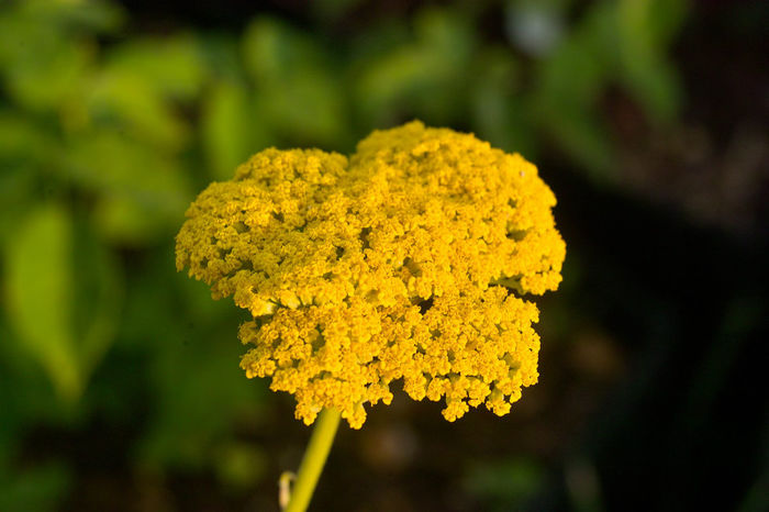 achillea millefolium gold plate