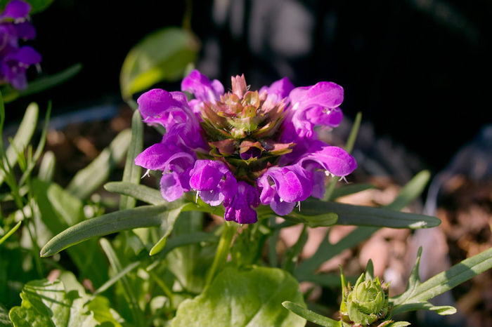 Prunella grandiflora Bella Blue