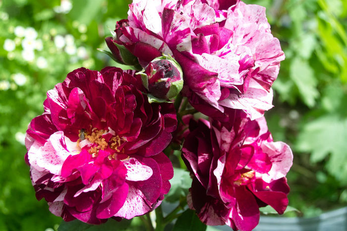New Image f2 - Flori 2013