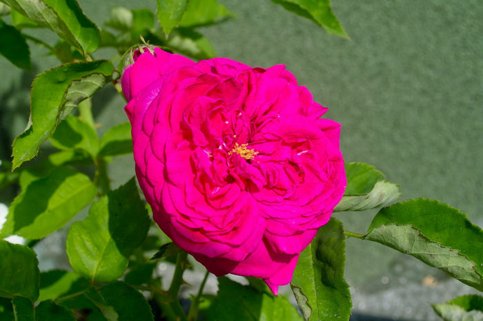 Madame Isaac Pereire - Flori 2013