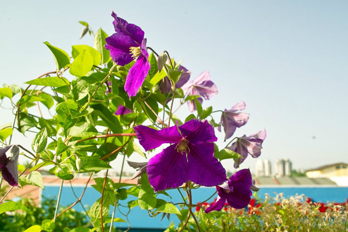 Clematis Jackmanii