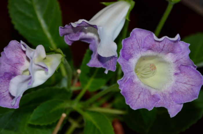 Glimmer Arianna - Gloxinii 2013