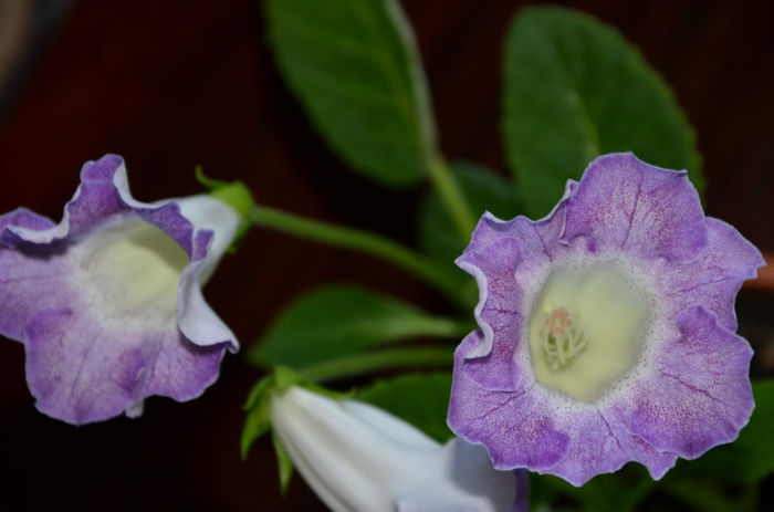 Glimmer - Gloxinii 2013