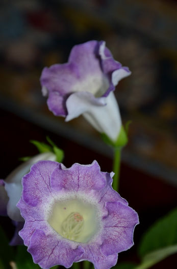 Glimmer - Gloxinii 2013