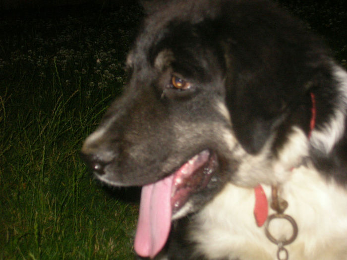 mures 4 luni jumate - MURES