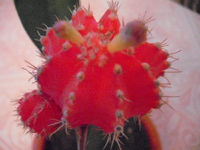 Picture 601 - Cactusi Altoiti