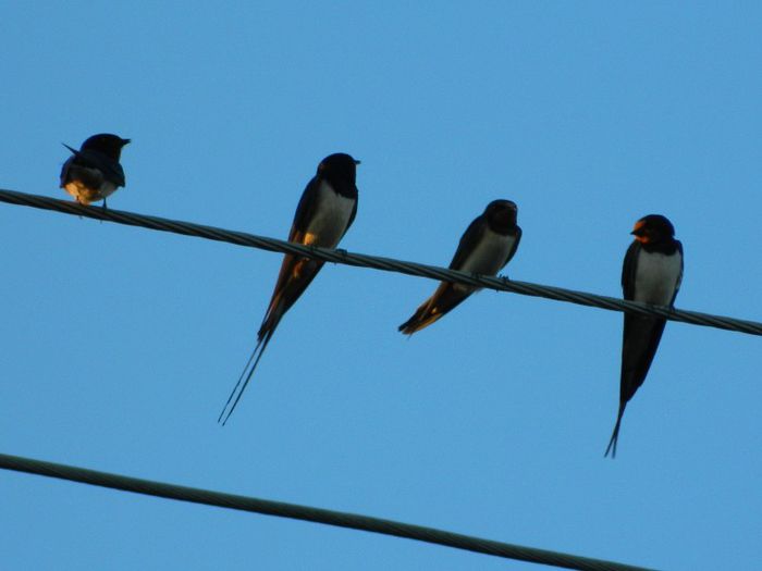 DSCN8884 - NOTE MUZICALE