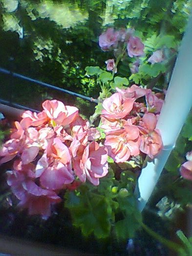 Fotogr.0761 - Muscata dreapta