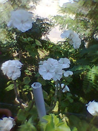 Fotogr.0762 - Muscata dreapta