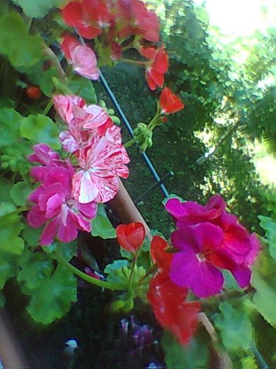 Fotogr.0763 - Muscata dreapta