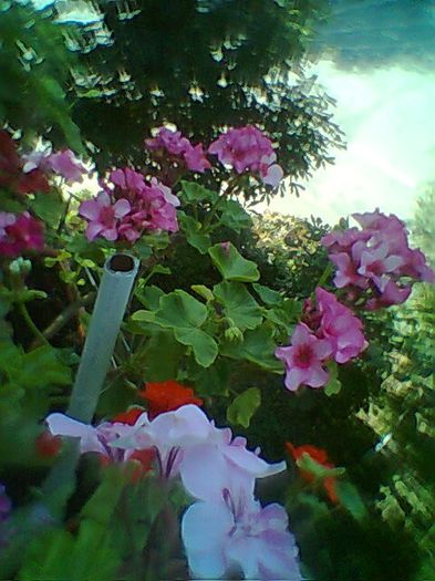 Fotogr.0764 - Muscata dreapta