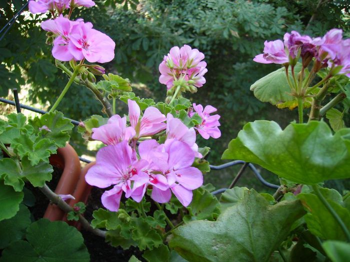 PICT0070