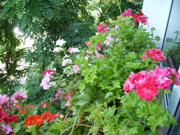 PICT0080