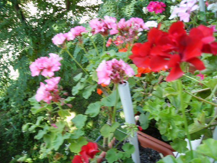 PICT0081