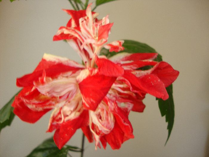  - hibiscusi