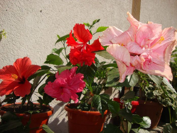  - hibiscusi