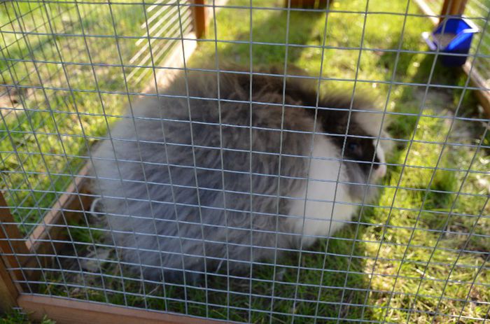 iepuroaica angora englez