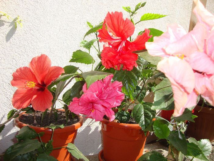  - hibiscusi