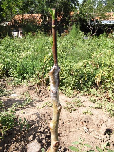 prun pe corcodus in Z verde; dupa 14 zile de la altoire. azi 03.08.13
