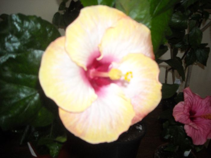 Chariod's of Fire ???? - Hibiscus 2013-2