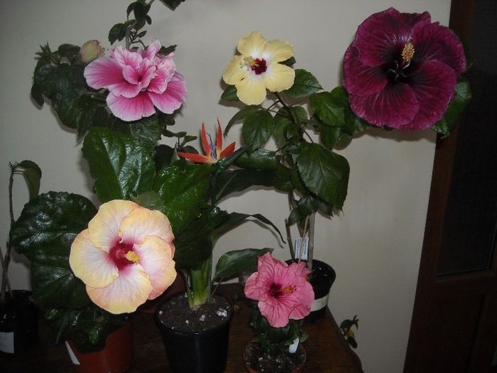 Hibiscus  grup