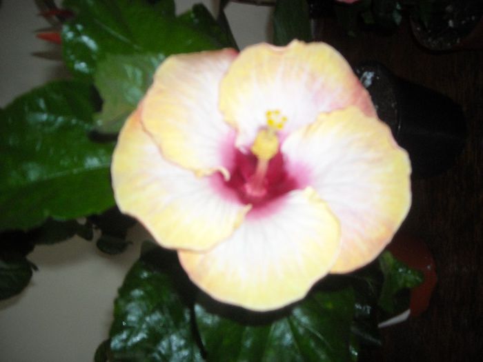 Chariod's of Fire ???? - Hibiscus 2013-2