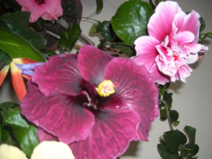 Black Dragon  + Charles Septembre - Hibiscus 2013-2
