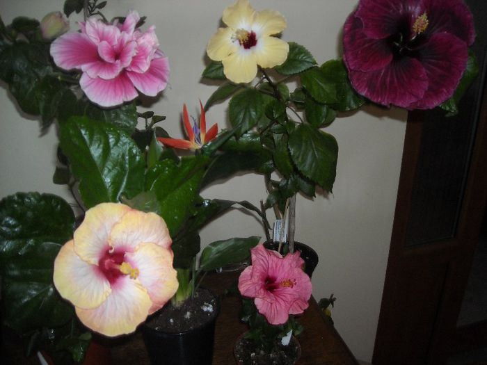 Hibiscus grup - Hibiscus 2013-2