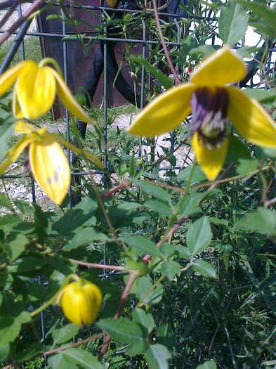 Golden Tiara - Clematite