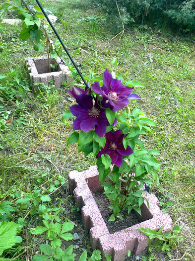 CLEMATITA HANIA - Clematite