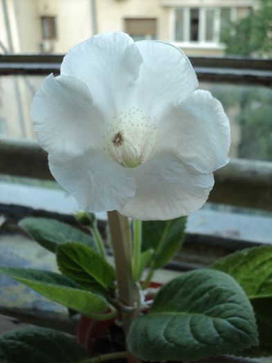 3 august - GLOXINIA - 2013