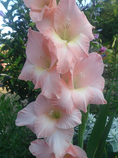 2013-07-28 08.19.47 - gladiole in gradina