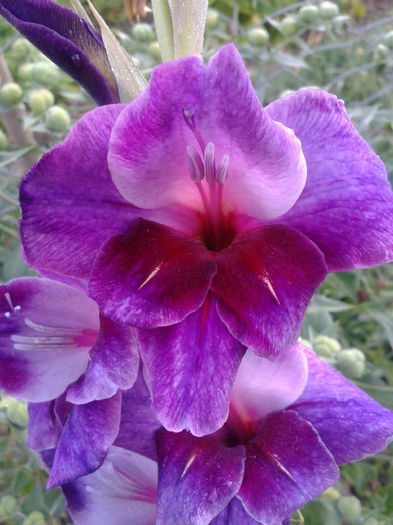 2013-07-28 08.15.59 - gladiole in gradina