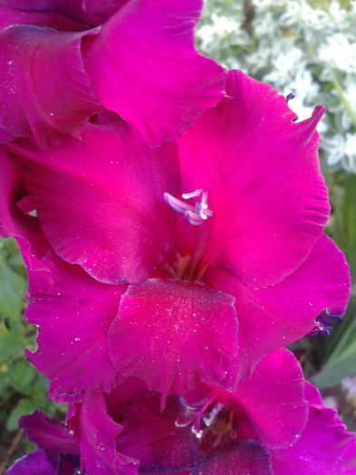 2013-07-28 08.15.12 - gladiole in gradina