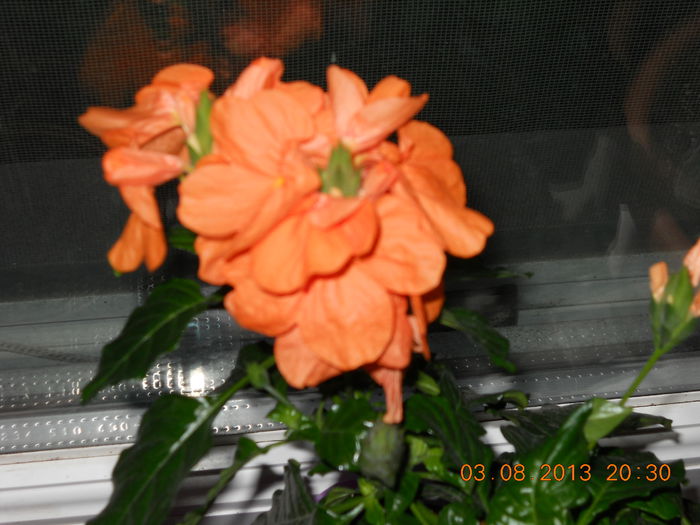 028 - AUGUST 2013