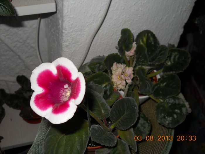 043 - AUGUST 2013