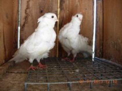 90777511_GKOEBVN (1) - PESCARUSI CHINEJI 1