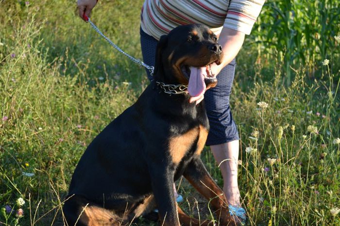 DSC_0034 - Rottweiler - Amira