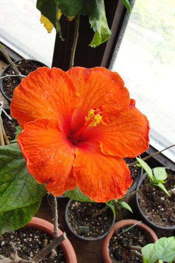 hibiscus Fire Engine