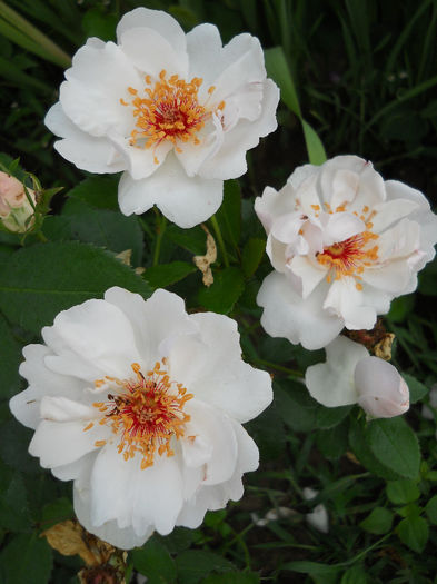 Jacqueline du Pré
