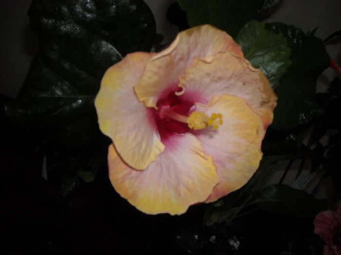 Chariod's of Fire ???? - Hibiscus 2013-2