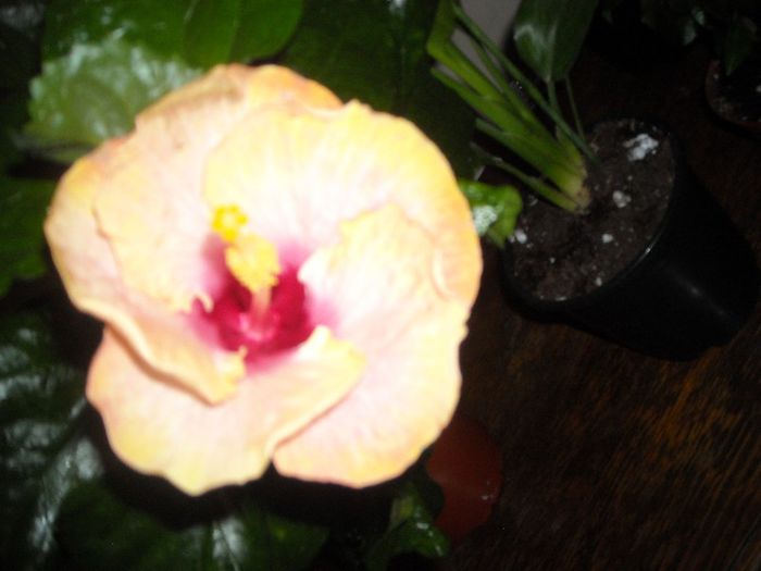 Chariod's of Fire ???? - Hibiscus 2013-2