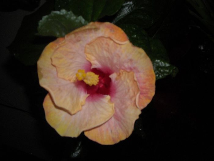 Chariod's of Fire ???? - Hibiscus 2013-2