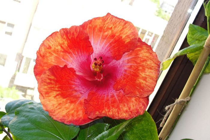 hibiscus Scarlet Angel