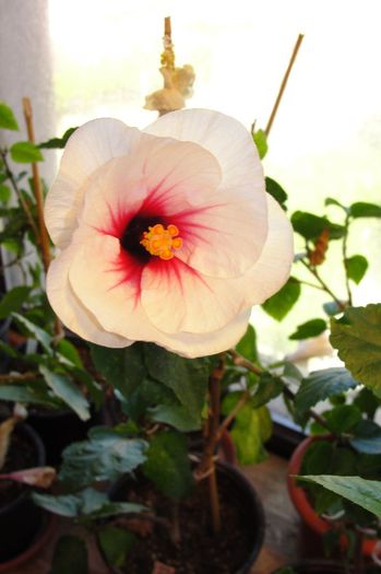 hibiscus Fire Storm