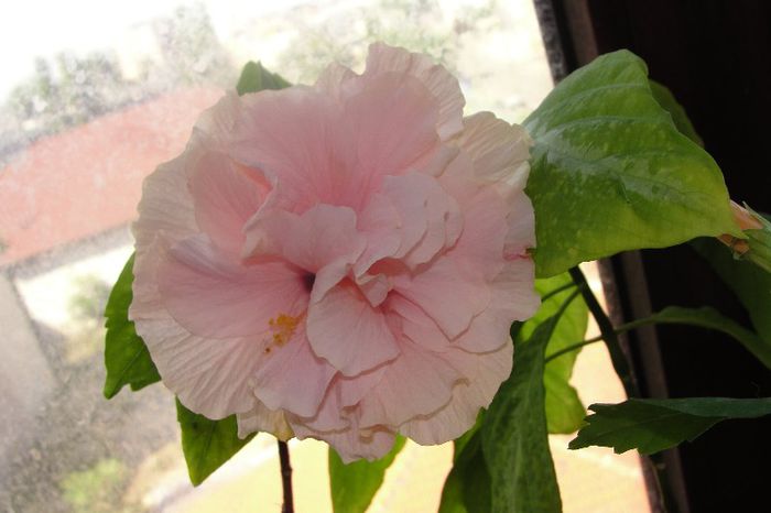 hibiscus Clasic Pink